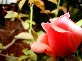 ������������¼���