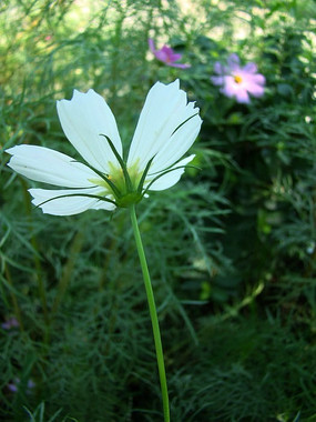 ���ŵĲ�˹��