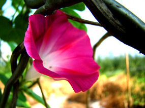 �����ز�