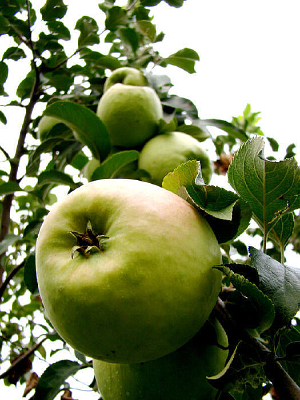 ���ϵ�һ��ƻ��