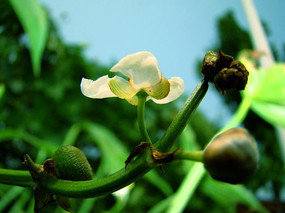 ������ˮ��«����