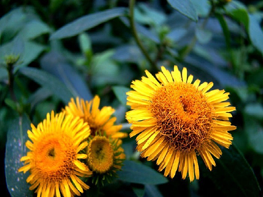 ����Ұ�ջ�