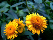 ����Ұ�ջ�