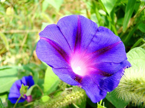 һԶһ����ǣţ��