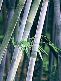 ������дͼƬ