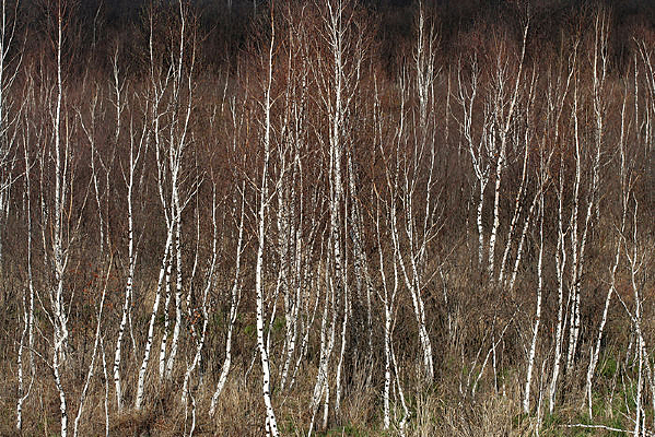 �������ڳɳ�