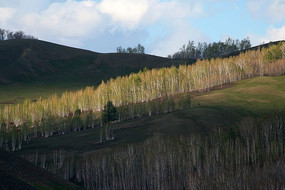 ��Ӱ���������