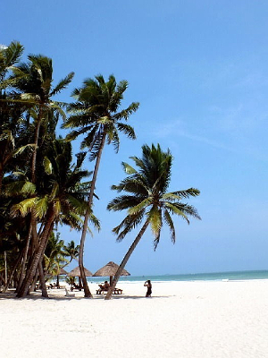 ���������Ĳ����ߵĺ�̲