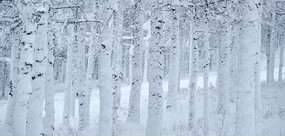 ѩ������