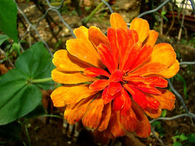 ��ɫ�Ĵ����վ�