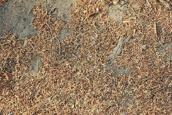 ��Ҷ����ͼƬ