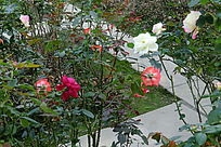 ��ɫ���¼�