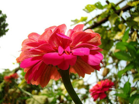 ���������İ��վ�