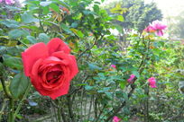 ��ͷ�ĺ�õ��