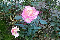 ��ɫ���¼�