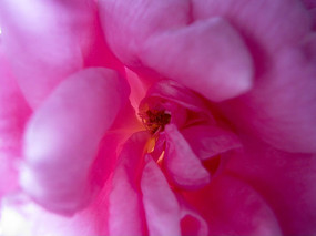 ��ɫ����