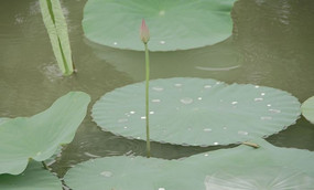 �������ŵĺɻ�