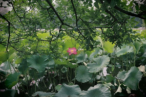 �ɻ��������ĺɻ�