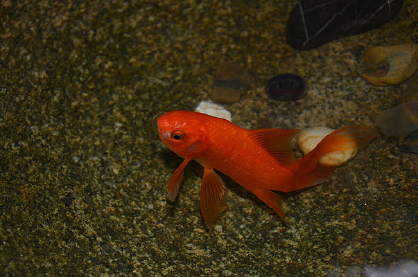 �ζ�����