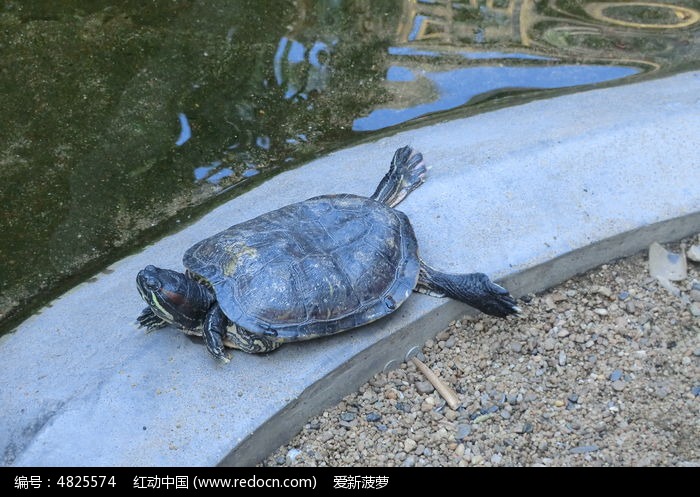 原創攝影圖 動物植物 水中動物 懶洋洋的烏龜