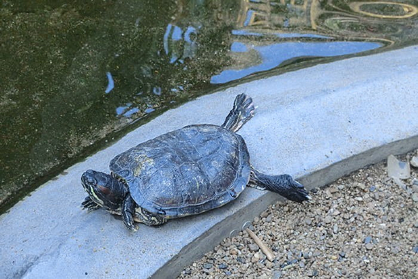 ��������ڹ�