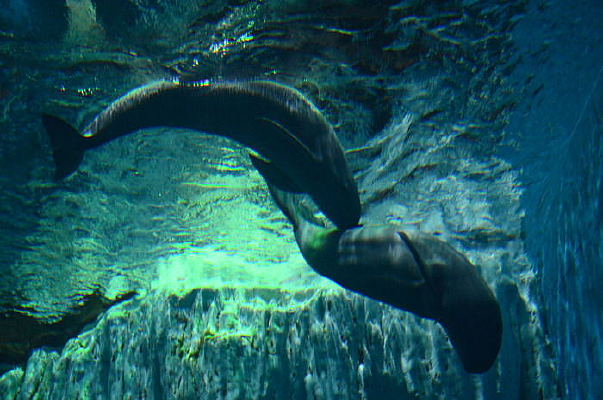 ��ֻ����