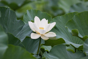 ��Ҷ�еĺɻ�