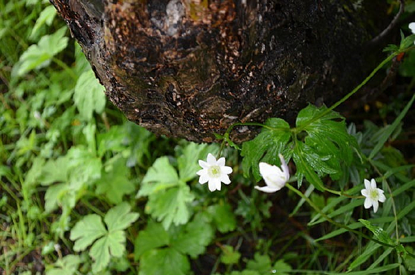 ʯ���µİ׾�