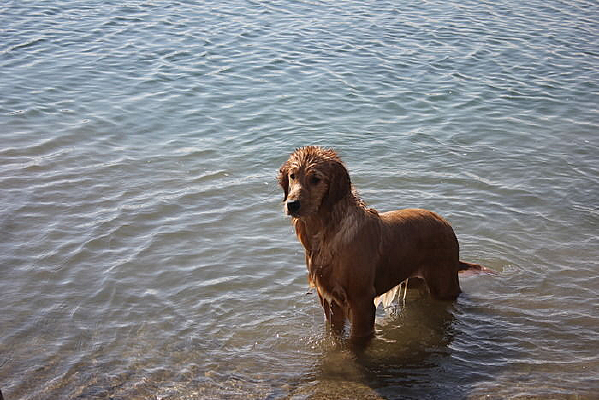 ����Զ������