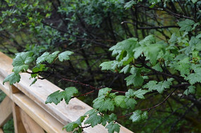 ΢����Ӱ��һ֦��Ҷ