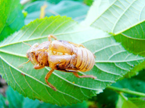 伏在树枝上的蝉