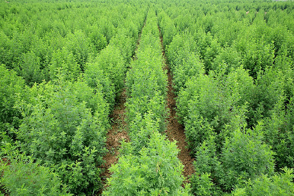 һ����ɫ������