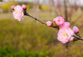 ���ŵ�÷��