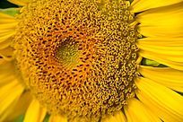  �������տ�