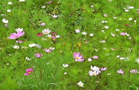 ��Ȼ���ŵĸ�ɣ����