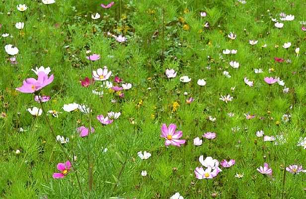 ��Ȼ���ŵĸ�ɣ����