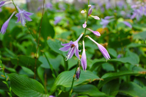 ���ڵ��۷������