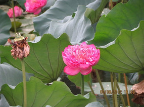 ����ͼƬ�ز�