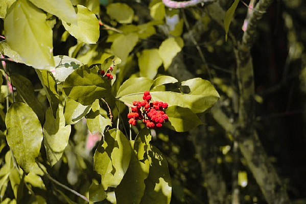 Ư������Ҷ��ɫ��ʵ