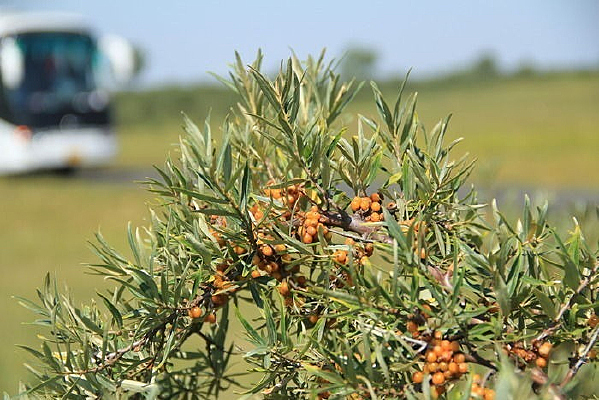 ɳ����ʵ ��ԭɳ��