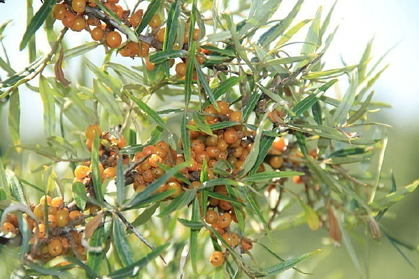 ɳ�� ɳ����ʵ