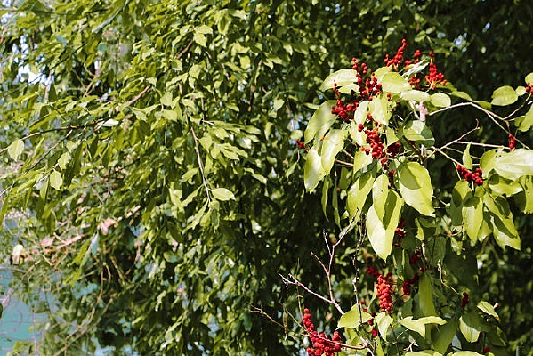 ��֦�ϵĺ�ɫ��ʵ