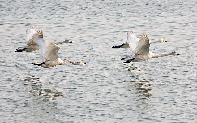 ���е����