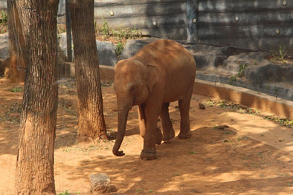 ��ʳ�Ĵ���