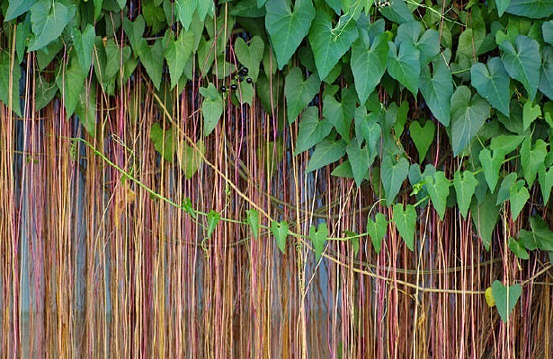 ���ٴ���