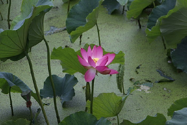 �ɻ������ŵĺɻ�