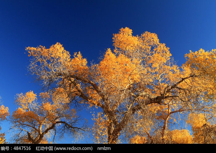 ��������ɫ��Ҷ��ͼƬ