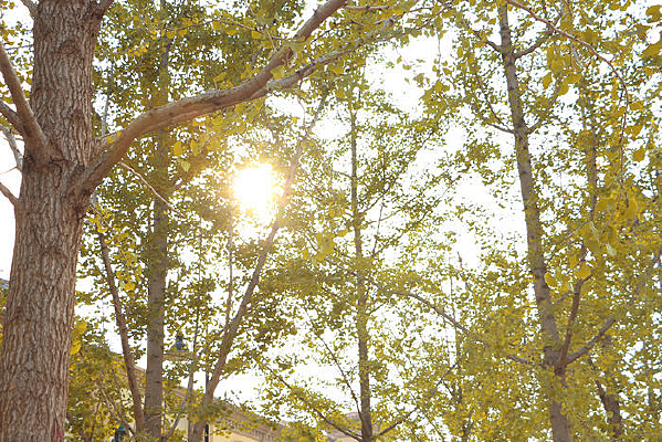 �ֱ�������ҫ��������