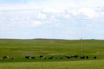 ������ţ