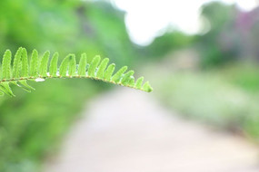 ��ɫֲ��С���ز�